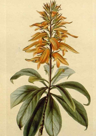 Reproducción/Reproduction 48782694693: The botanical cabinet. London :John & Arthur Arch ...,1817-1833.. 