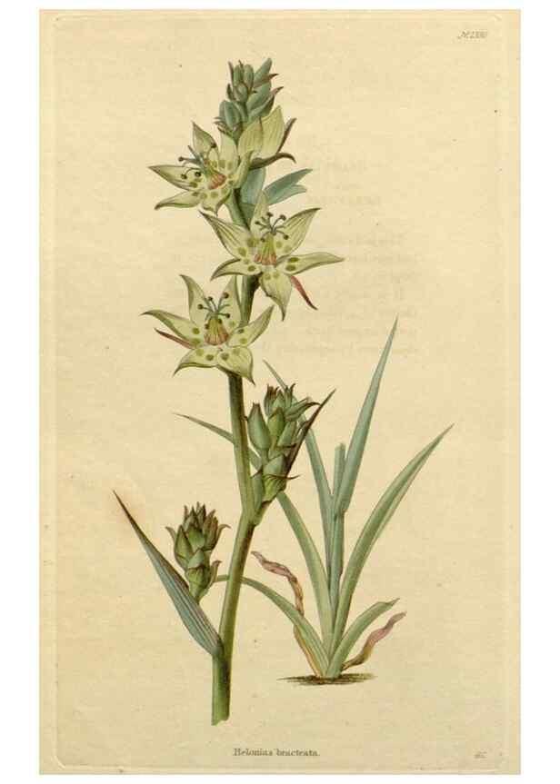 Reproducción/Reproduction 48783227347: The botanical cabinet. London :John & Arthur Arch ...,1817-1833.. 