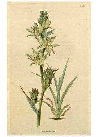 Reproducción/Reproduction 48783227347: The botanical cabinet. London :John & Arthur Arch ...,1817-1833.. 