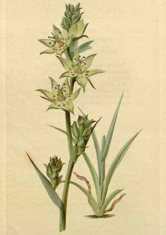 Reproducción/Reproduction 48783227347: The botanical cabinet. London :John & Arthur Arch ...,1817-1833.. 