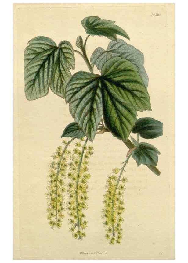 Reproducción/Reproduction 48783228177: The botanical cabinet. London :John & Arthur Arch ...,1817-1833.. 