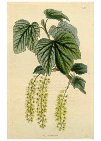 Reproducción/Reproduction 48783228177: The botanical cabinet. London :John & Arthur Arch ...,1817-1833.. 