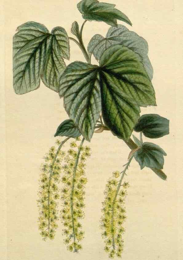 Reproducción/Reproduction 48783228177: The botanical cabinet. London :John & Arthur Arch ...,1817-1833.. 