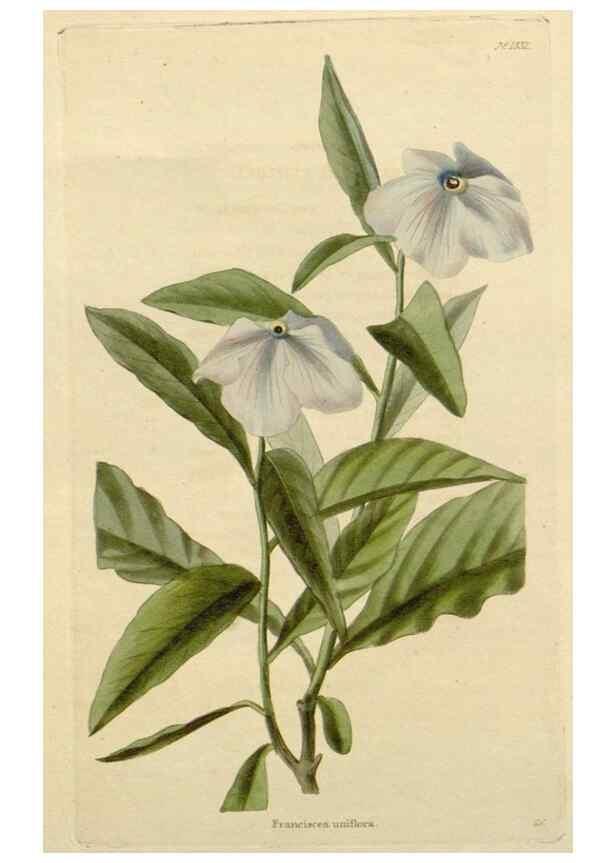Reproducción/Reproduction 48783229487: The botanical cabinet. London :John & Arthur Arch ...,1817-1833.. 