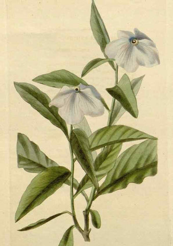 Reproducción/Reproduction 48783229487: The botanical cabinet. London :John & Arthur Arch ...,1817-1833.. 