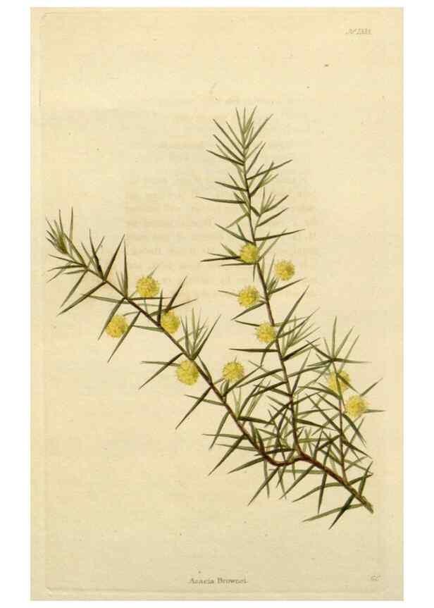 Reproducción/Reproduction 48783063181: The botanical cabinet. London :John & Arthur Arch ...,1817-1833.. 