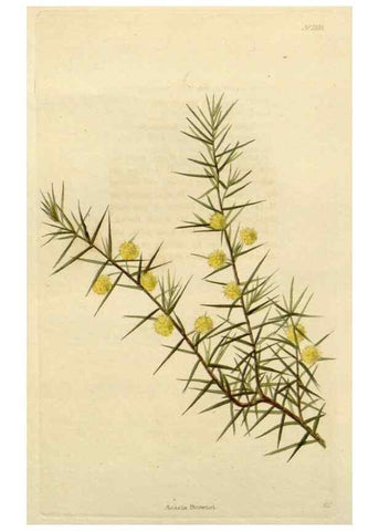 Reproducción/Reproduction 48783063181: The botanical cabinet. London :John & Arthur Arch ...,1817-1833.. 