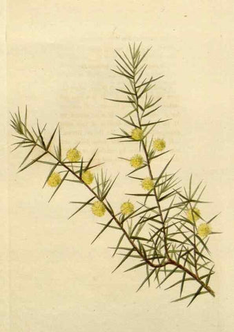Reproducción/Reproduction 48783063181: The botanical cabinet. London :John & Arthur Arch ...,1817-1833.. 