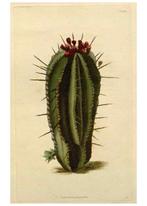 Reproducción/Reproduction 48782699723: The botanical cabinet. London :John & Arthur Arch ...,1817-1833.. 