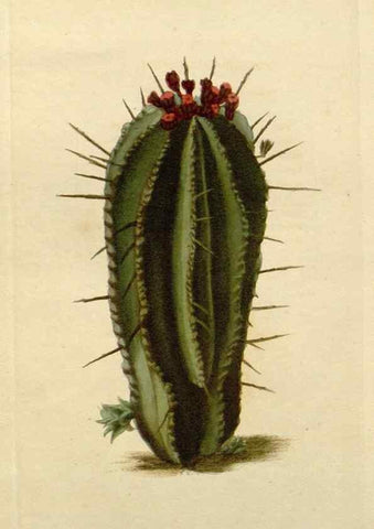 Reproducción/Reproduction 48782699723: The botanical cabinet. London :John & Arthur Arch ...,1817-1833.. 