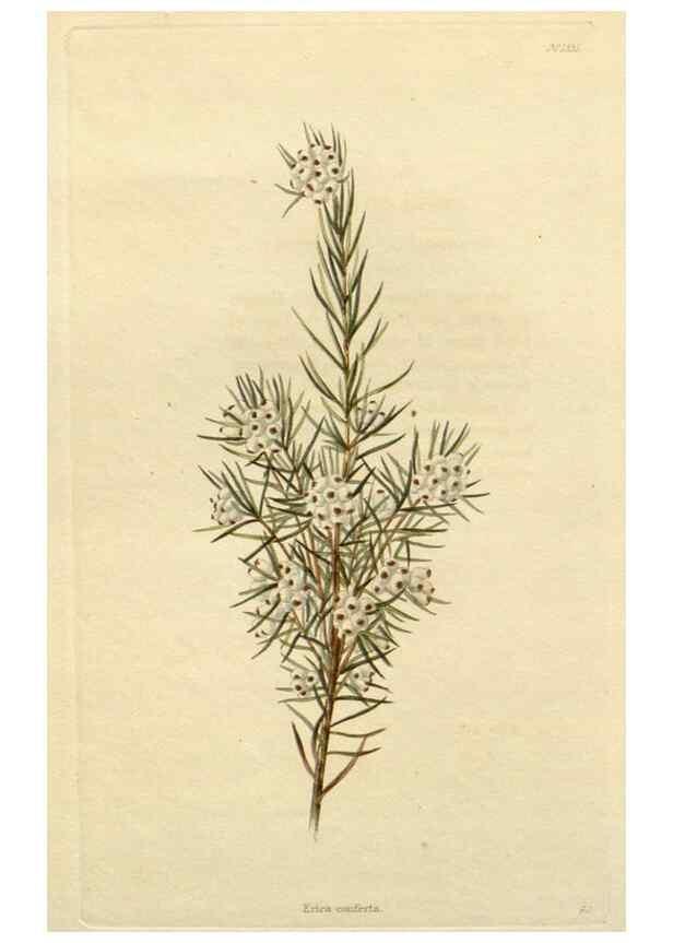 Reproducción/Reproduction 48783065126: The botanical cabinet. London :John & Arthur Arch ...,1817-1833.. 