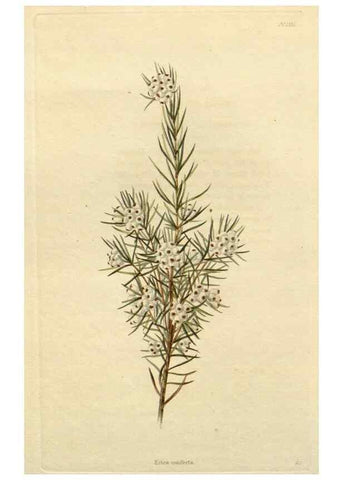 Reproducción/Reproduction 48783065126: The botanical cabinet. London :John & Arthur Arch ...,1817-1833.. 
