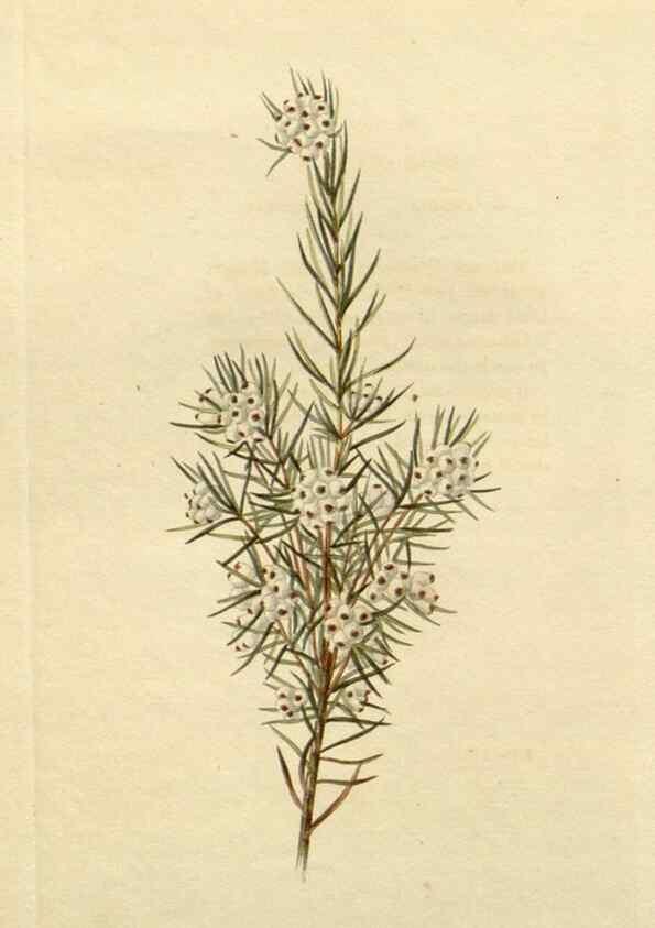 Reproducción/Reproduction 48783065126: The botanical cabinet. London :John & Arthur Arch ...,1817-1833.. 
