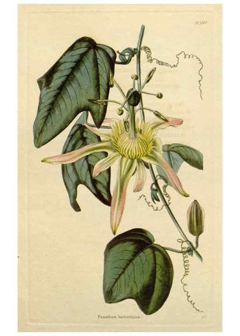 Reproducción/Reproduction 48783082326: The botanical cabinet. London :John & Arthur Arch ...,1817-1833.. 