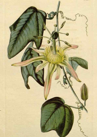 Reproducción/Reproduction 48783082326: The botanical cabinet. London :John & Arthur Arch ...,1817-1833.. 
