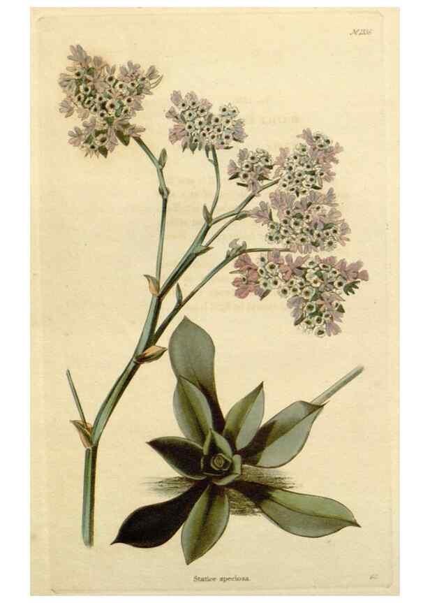 Reproducción/Reproduction 48782701268: The botanical cabinet. London :John & Arthur Arch ...,1817-1833.. 
