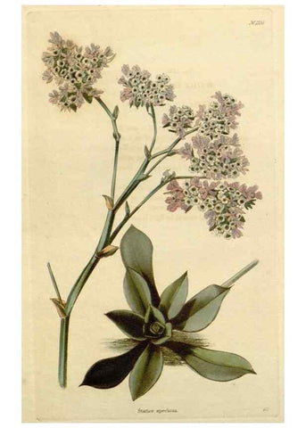 Reproducción/Reproduction 48782701268: The botanical cabinet. London :John & Arthur Arch ...,1817-1833.. 