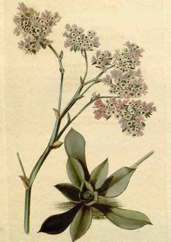 Reproducción/Reproduction 48782701268: The botanical cabinet. London :John & Arthur Arch ...,1817-1833.. 