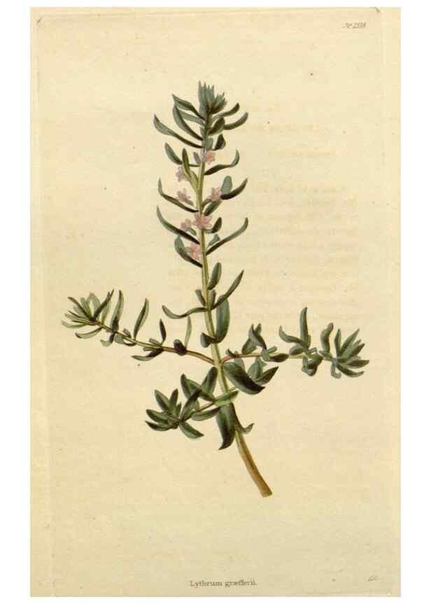Reproducción/Reproduction 48783234667: The botanical cabinet. London :John & Arthur Arch ...,1817-1833.. 