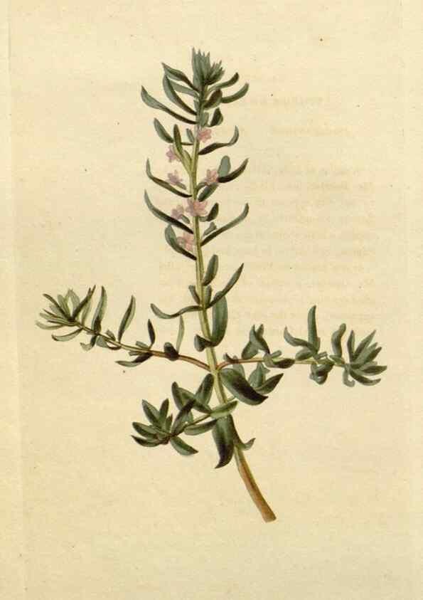 Reproducción/Reproduction 48783234667: The botanical cabinet. London :John & Arthur Arch ...,1817-1833.. 