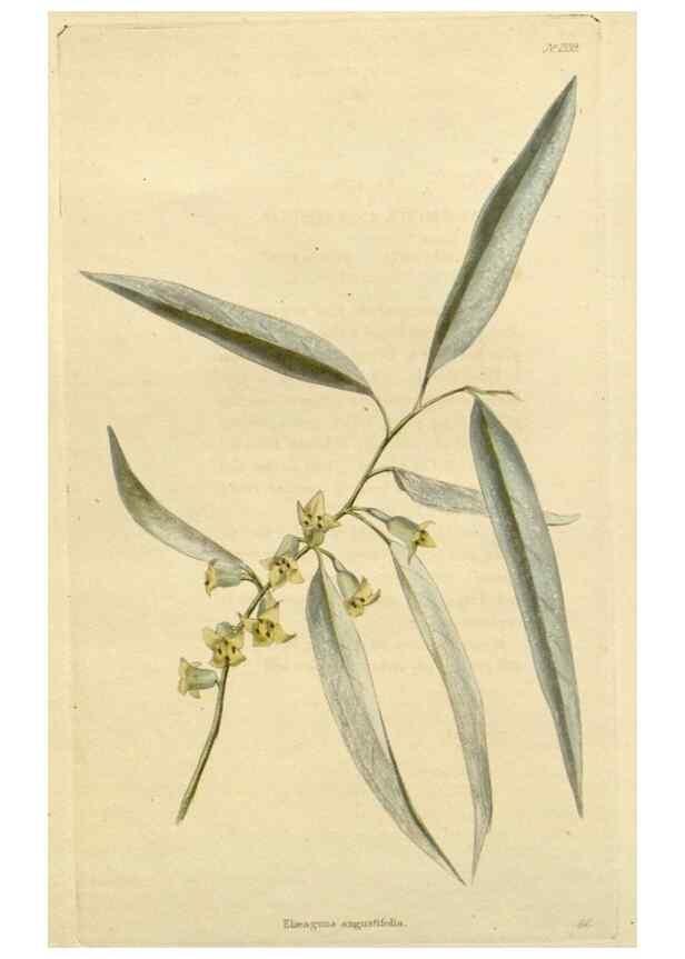 Reproducción/Reproduction 48783067631: The botanical cabinet. London :John & Arthur Arch ...,1817-1833.. 