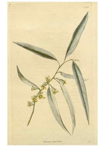 Reproducción/Reproduction 48783067631: The botanical cabinet. London :John & Arthur Arch ...,1817-1833.. 