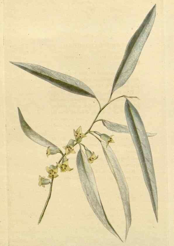 Reproducción/Reproduction 48783067631: The botanical cabinet. London :John & Arthur Arch ...,1817-1833.. 