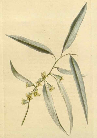 Reproducción/Reproduction 48783067631: The botanical cabinet. London :John & Arthur Arch ...,1817-1833.. 