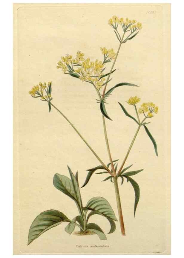 Reproducción/Reproduction 48782703963: The botanical cabinet. London :John & Arthur Arch ...,1817-1833.. 