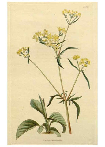 Reproducción/Reproduction 48782703963: The botanical cabinet. London :John & Arthur Arch ...,1817-1833.. 