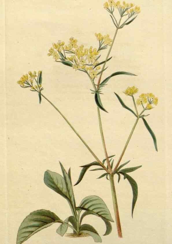 Reproducción/Reproduction 48782703963: The botanical cabinet. London :John & Arthur Arch ...,1817-1833.. 