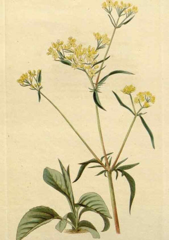 Reproducción/Reproduction 48782703963: The botanical cabinet. London :John & Arthur Arch ...,1817-1833.. 