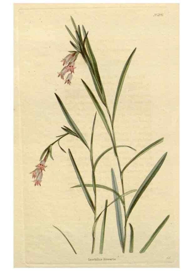 Reproducción/Reproduction 48783236507: The botanical cabinet. London :John & Arthur Arch ...,1817-1833.. 
