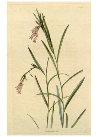 Reproducción/Reproduction 48783236507: The botanical cabinet. London :John & Arthur Arch ...,1817-1833.. 