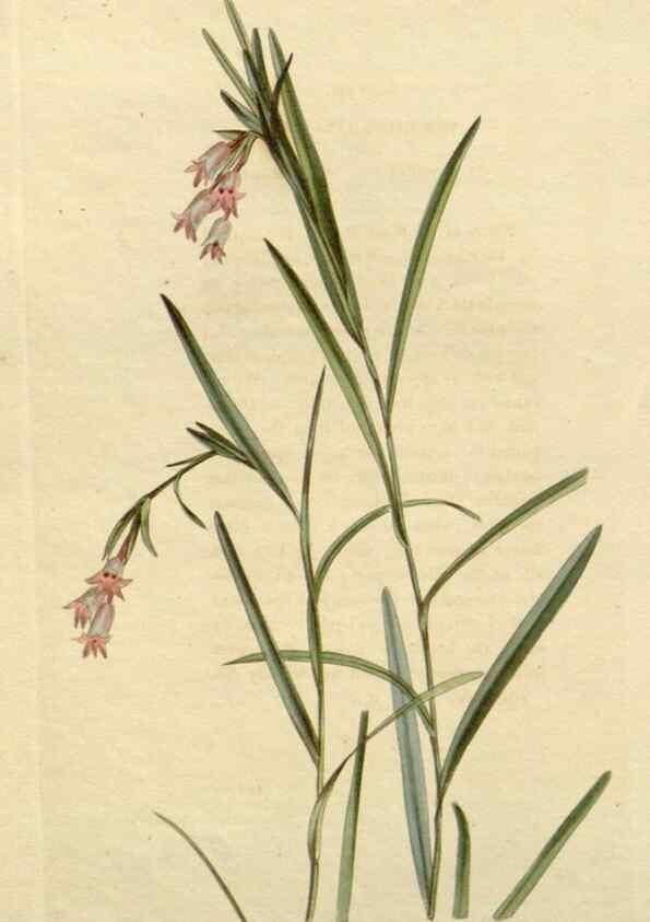 Reproducción/Reproduction 48783236507: The botanical cabinet. London :John & Arthur Arch ...,1817-1833.. 