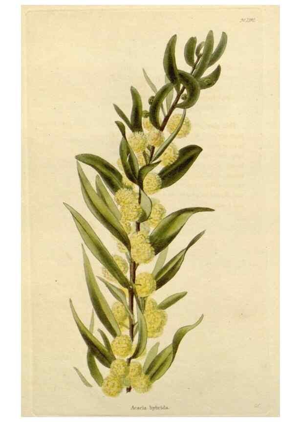 Reproducción/Reproduction 48782705023: The botanical cabinet. London :John & Arthur Arch ...,1817-1833.. 