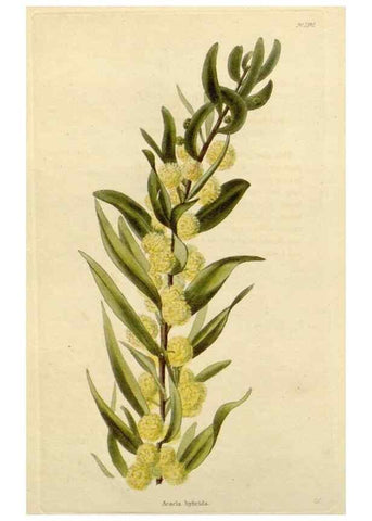 Reproducción/Reproduction 48782705023: The botanical cabinet. London :John & Arthur Arch ...,1817-1833.. 