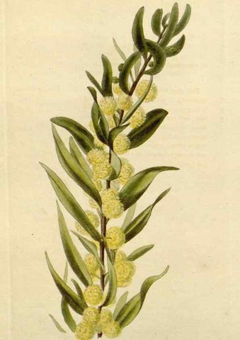 Reproducción/Reproduction 48782705023: The botanical cabinet. London :John & Arthur Arch ...,1817-1833.. 