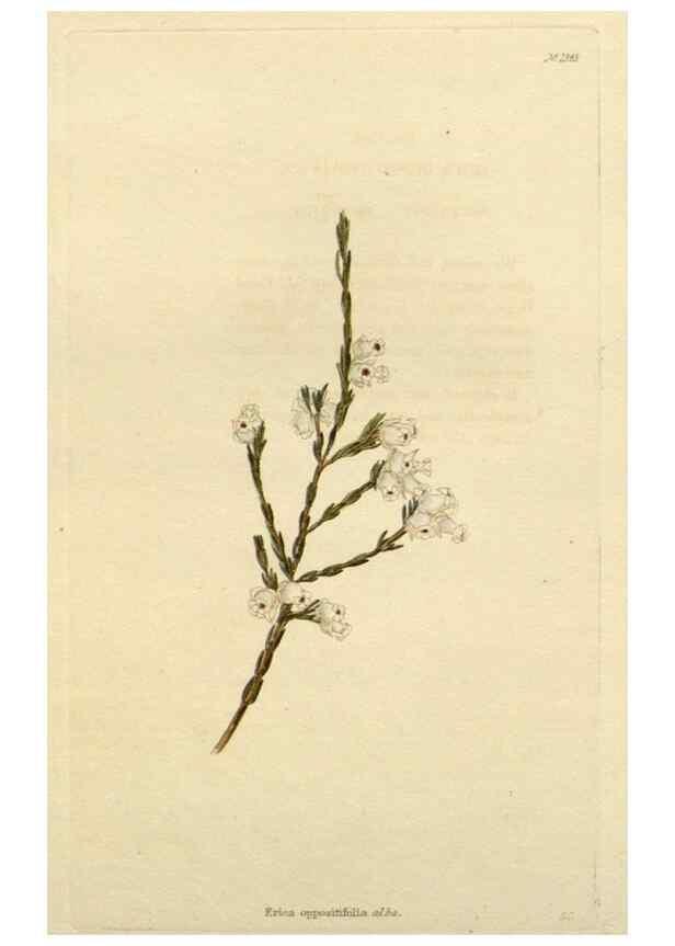 Reproducción/Reproduction 48783237437: The botanical cabinet. London :John & Arthur Arch ...,1817-1833.. 