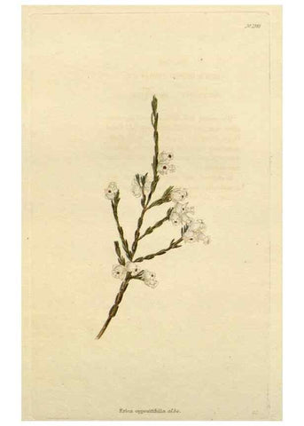 Reproducción/Reproduction 48783237437: The botanical cabinet. London :John & Arthur Arch ...,1817-1833.. 