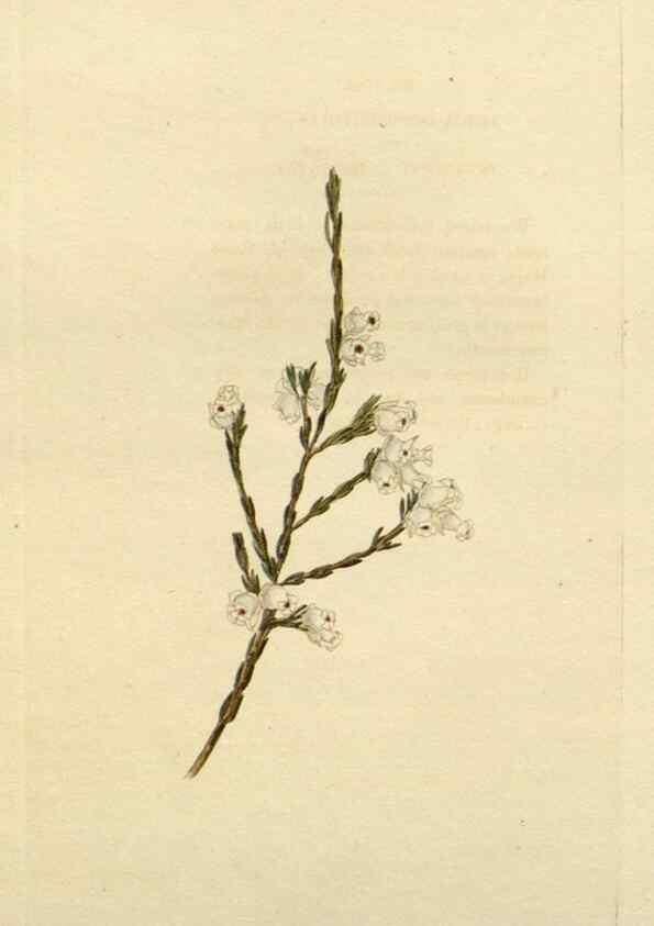 Reproducción/Reproduction 48783237437: The botanical cabinet. London :John & Arthur Arch ...,1817-1833.. 