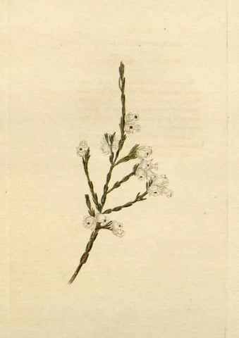 Reproducción/Reproduction 48783237437: The botanical cabinet. London :John & Arthur Arch ...,1817-1833.. 