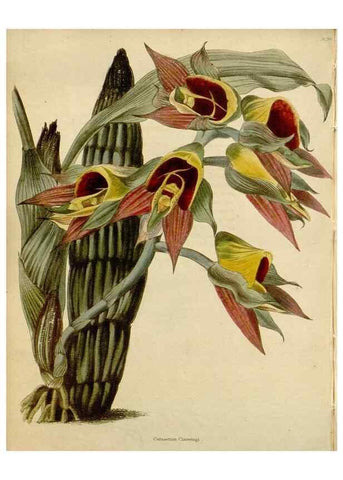 Reproducción/Reproduction 48782705988: The botanical cabinet. London :John & Arthur Arch ...,1817-1833.. 