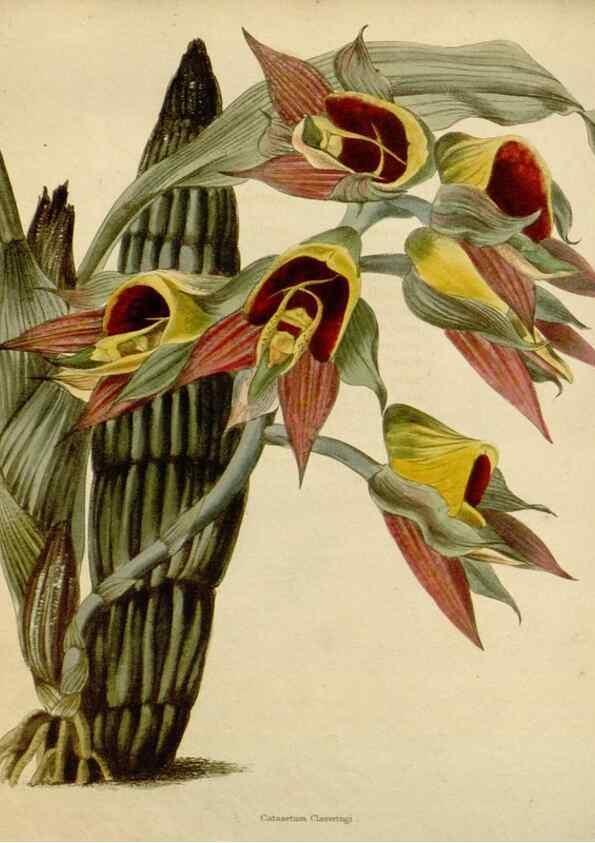 Reproducción/Reproduction 48782705988: The botanical cabinet. London :John & Arthur Arch ...,1817-1833.. 