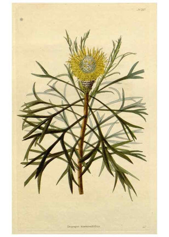 Reproducción/Reproduction 48783066421: The botanical cabinet. London :John & Arthur Arch ...,1817-1833.. 