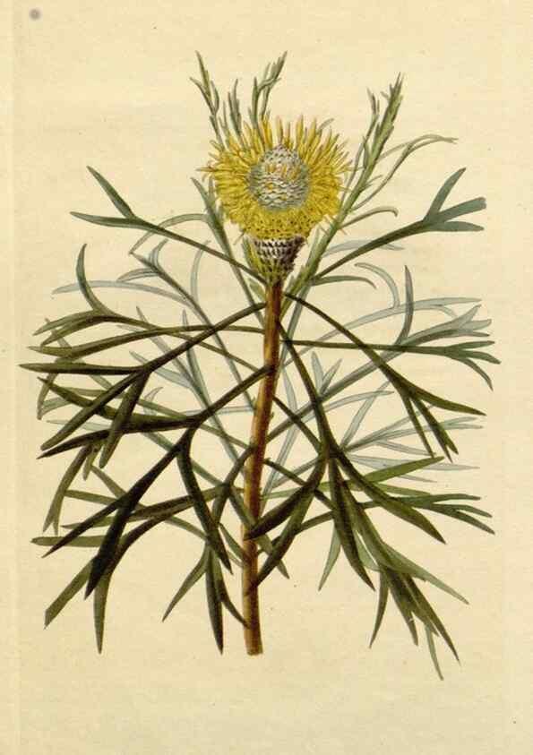 Reproducción/Reproduction 48783066421: The botanical cabinet. London :John & Arthur Arch ...,1817-1833.. 
