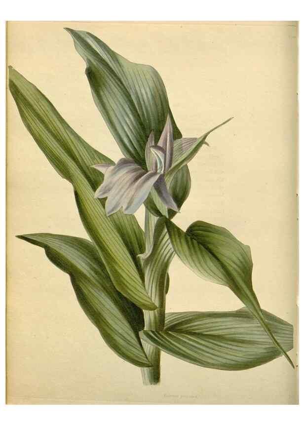 Reproducción/Reproduction 48783169746: The botanical cabinet. London :John & Arthur Arch ...,1817-1833.. 