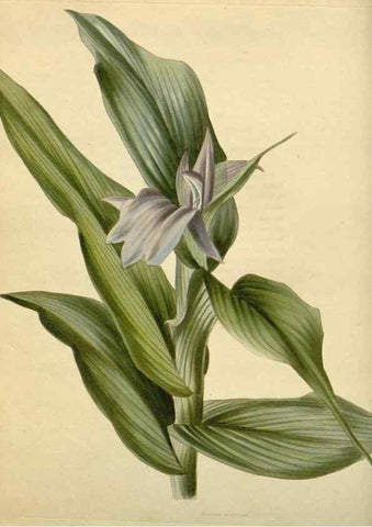 Reproducción/Reproduction 48783169746: The botanical cabinet. London :John & Arthur Arch ...,1817-1833.. 