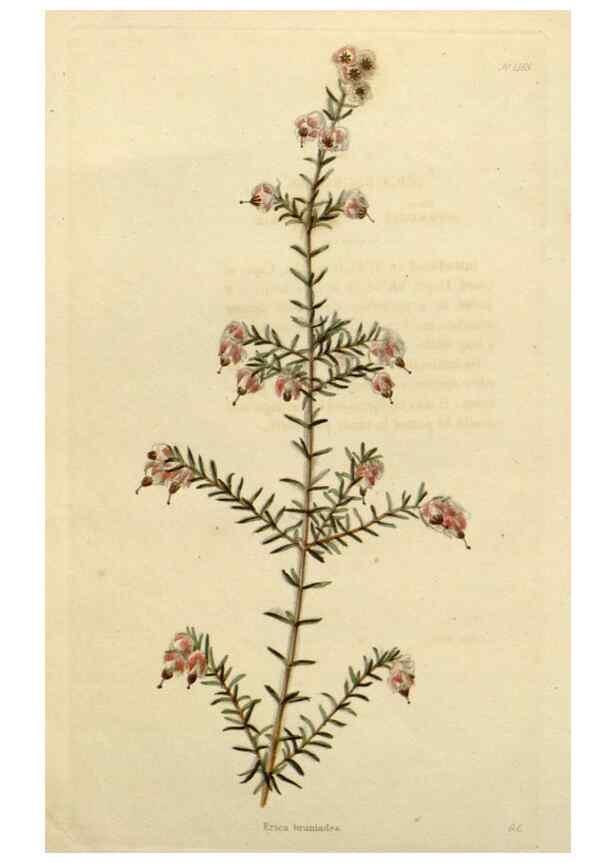 Reproducción/Reproduction 48782718713: The botanical cabinet. London :John & Arthur Arch ...,1817-1833.. 