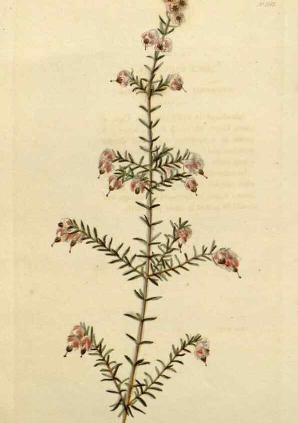 Reproducción/Reproduction 48782718713: The botanical cabinet. London :John & Arthur Arch ...,1817-1833.. 